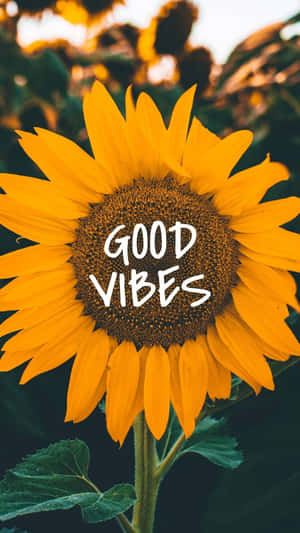 Tumblr Aesthetic Good Vibe Solsikke — Tumblr estetikk Bakgrunner