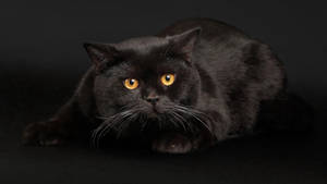 Tyk svart katt bakgrunnsbilde
