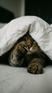 En kattepotter som titter frem under et teppe. — Katt Bakgrunner