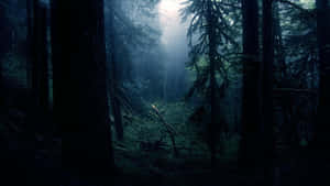 Mørk skog-bakgrunn — Mørk skog Bakgrunner