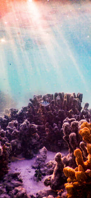 1284x2778 — iPhone 13 Pro Max Bakgrunner