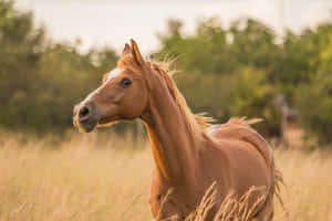 Hestebilder — Hest Bakgrunner