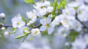 Vakker hvit vårblomst bakgrunn