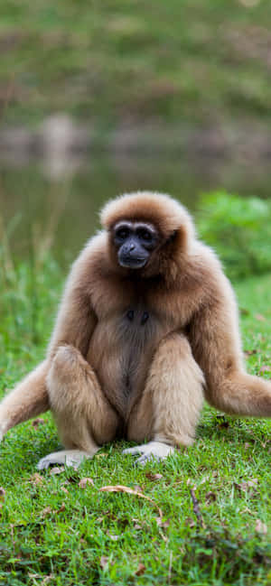 iPhone Xs Max Gibbon Bakgrunn — iPhone 14 Pro Max Bakgrunner