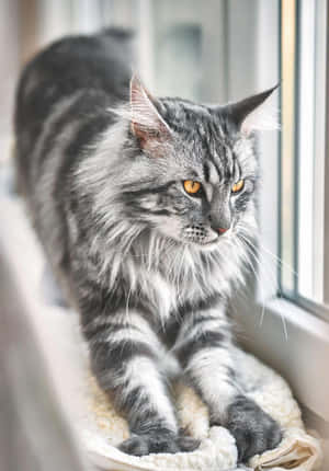 Vakre kattebilder — Søt katt Bakgrunner