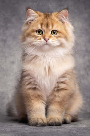 Vakre kattebilder — Søt katt Bakgrunner