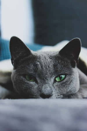 Russisk blå katt bilder — Honor Pad GT2 Pro Bakgrunner