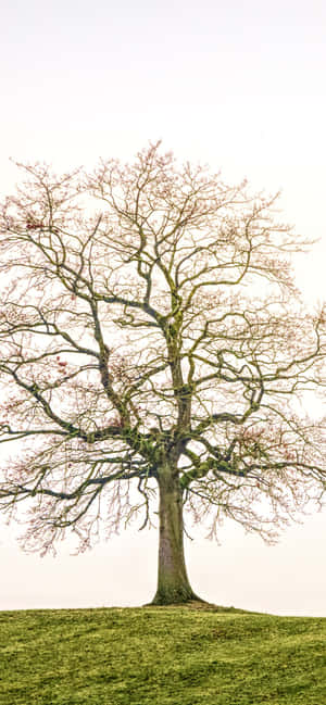 1284x2778 — iPhone 13 Mini Bakgrunner