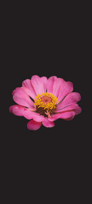 Svart og rosa blomst — Honor GT Pro Bakgrunner