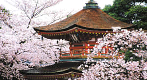 Japan-bilder — Japan GIF Bakgrunner