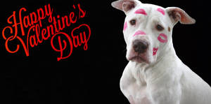 Valentinsdag morsom hund bakgrunnsbilde — Skjermsparer Bakgrunner