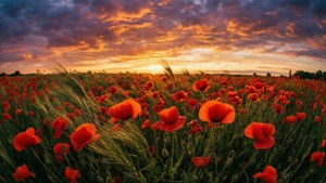 Rødt valmuefelt under dramatisk solnedgangshimmel, vindbevegelse, malerisk landskap. — Blomsterestetikk Bakgrunner
