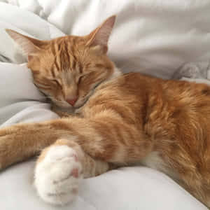 Estetiske kattebilder — Søt katt Bakgrunner