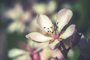 Vårblomst grunn skarphet bakgrunn