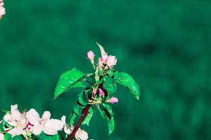 Vårblomstrende grein bakgrunnsbilde