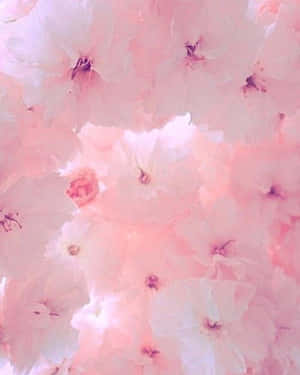 Pastellrosa estetiske bilder