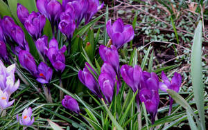 Vårkrokus bakgrunnsbilde