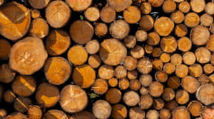 tømmerstokk,farger,ende,ild,årringer,materiale,ru,rund,seksjon,lager,industriell,stabel,overflate,tømmer,kutt,furu,landlig,stamme — Ild Bakgrunner