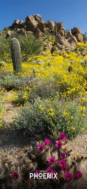 Phoenix Arizona — iPhone 12 Pro Max Bakgrunner