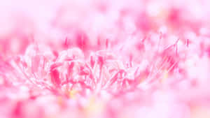 Søt rosa bakgrunn — Rosa Bakgrunner