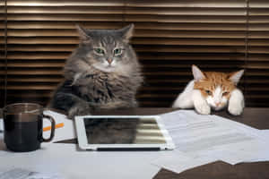Grumpy Cat-bilder — MacBook Air M3 Bakgrunner