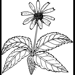 Villblomst_ Skisse_ Illustrasjon.png