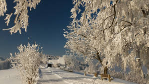Vinter skumring kald park bakgrunnsbilde — Kald Bakgrunner