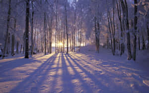 Vinterbakgrunn — Vinter Bakgrunner