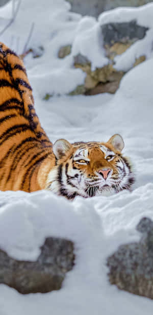 Snøestetiske bilder — Pixel 4 Bakgrunner