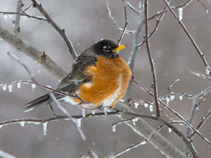 Vinterbilder — Vinter Bakgrunner