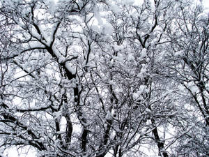 Bakgrunnsbilde med vintertrær dekket av snø — Vinter Bakgrunner